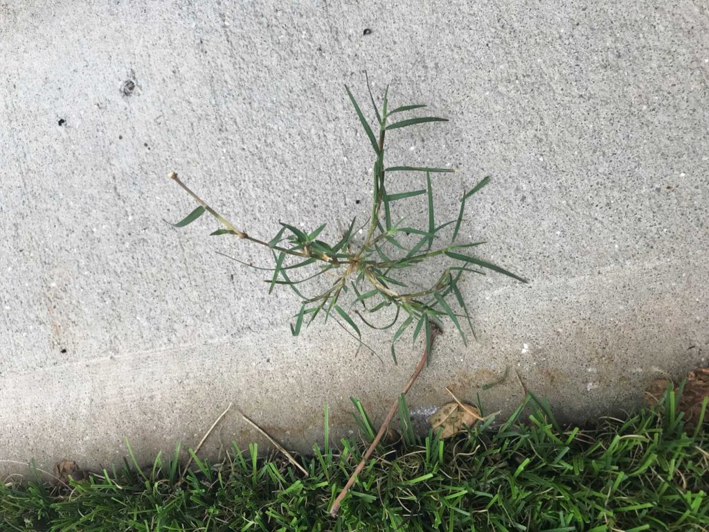 torpedo grass growing on concrete