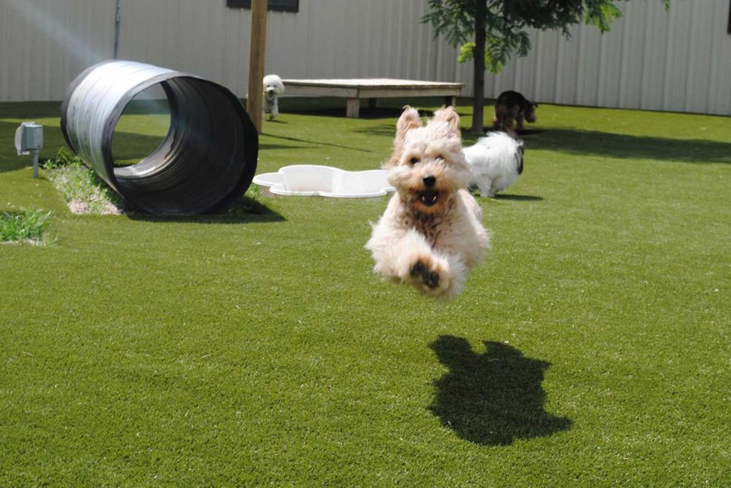 dog playing on artificial grass